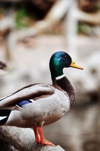 Close-up of mallard duck