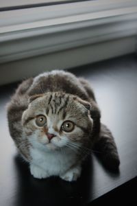 Scottish fold kitten 