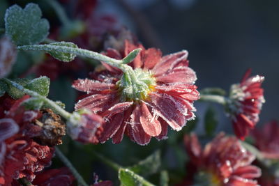 Close-up of red leaves on plant