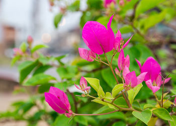 Close-up of pink flowering plant