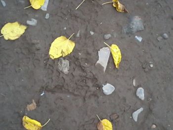 High angle view of yellow leaf on puddle