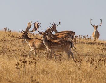 Deer on field against clear sky