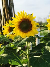 Close-up of sunflower blooming against sky