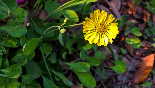 Close-up of yellow flowering plant