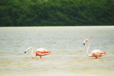 Ducks in a lake