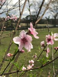 Close-up of pink flowers blooming on branch