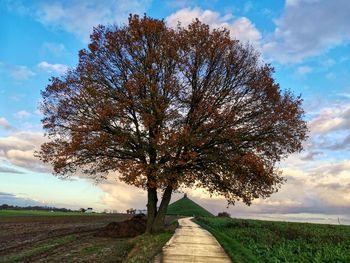 Road amidst trees on field against sky