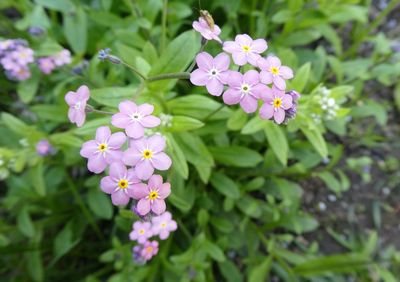 Close-up of purple flowering plants