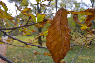 Close-up of leaves on branch