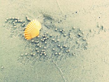 High angle view of shell on beach