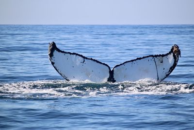 Humpback tail