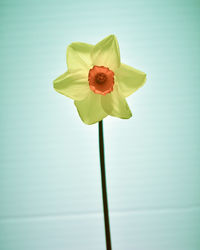 Close-up of yellow rose flower