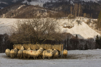 Hay bales on field during winter