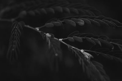 Low angle view of feathers