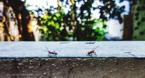 Close-up of ants on the wall