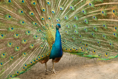 Peacock feathers in a field