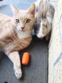 High angle portrait of cat and rabbit sitting on wood