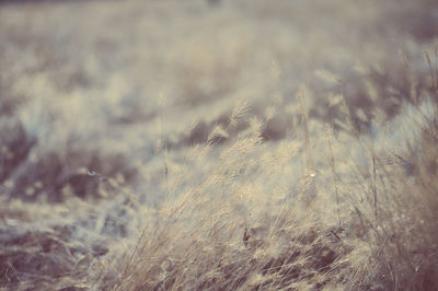 Close-up of stalks in field