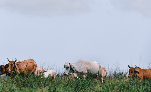 View of sheep on field against sky