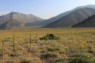 Scenic view of field against sky