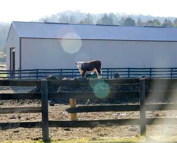 Horse standing in ranch against sky