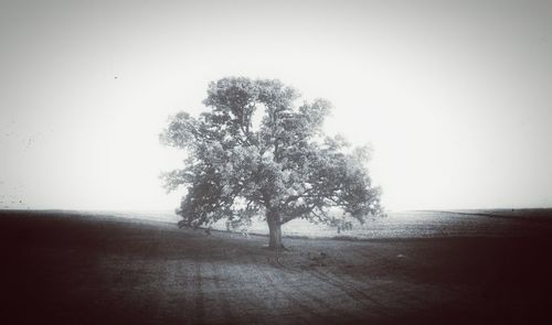 Tree on field against sky