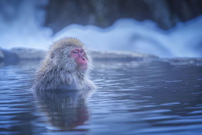 Travel asia. monkeys soaking in a hot spring at hakodate is popular hot spring.  monkey in a lake