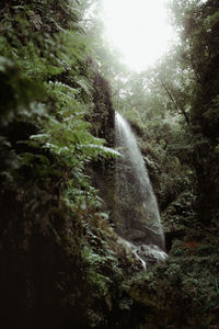 Scenic view of waterfall in forest