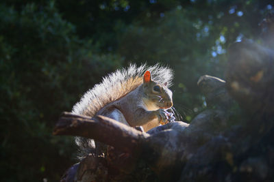 High angle view of squirrel on rock