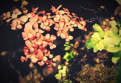 Close-up of flowers blooming on tree at night