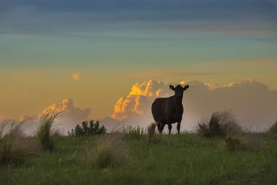 Horse grazing on field against sky during sunset