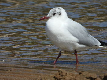 Close-up of seagull on beach