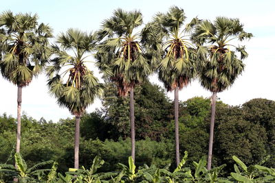 Low angle view of coconut palm trees against sky