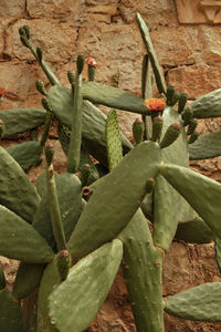 Close-up of plant