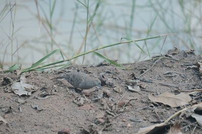 Close-up of a bird on field