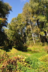 Trees and plants growing on field in forest