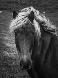Portrait of horse