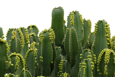 Close-up of fresh green plants against clear sky