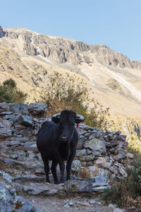 Cow on mountain against clear sky
