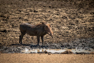 Common warthog stands by waterhole in sunshine
