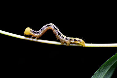 Close-up of an insect against black background