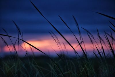 Close-up of wheat field against sky during sunset