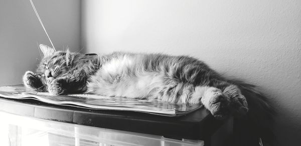 Cat sleeping on wall at home