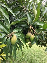 Low angle view of fruits on tree