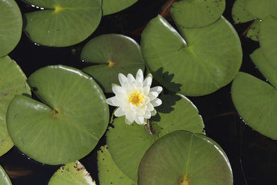 A white water lily in bloom