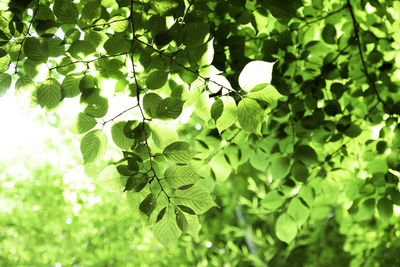 Low angle view of leaves on tree