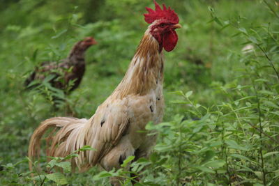 View of a bird on a field