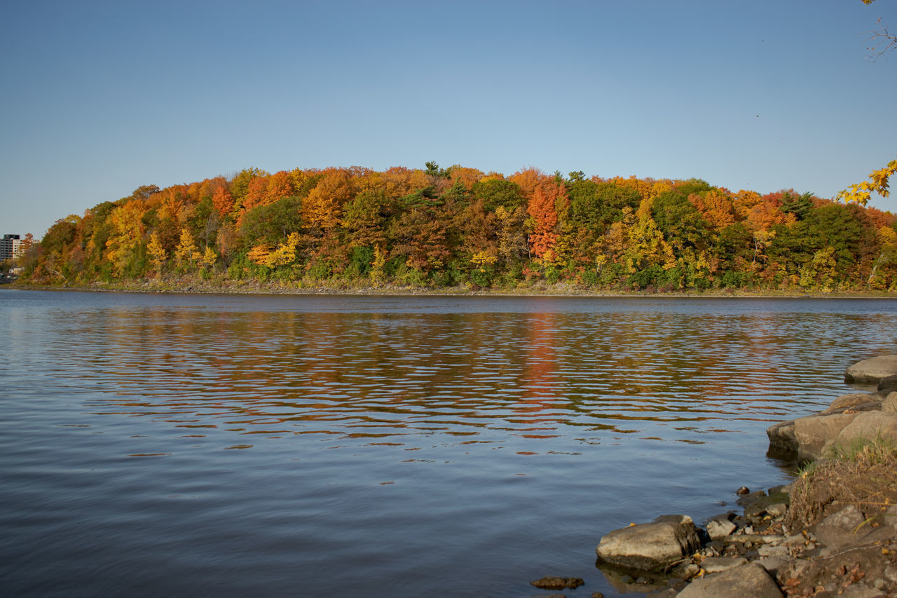 SCENIC VIEW OF LAKE BY TREES AGAINST CLEAR SKY DURING AUTUMN