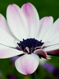 Close-up of purple flower blooming outdoors