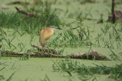 Side view of bird perching on grass